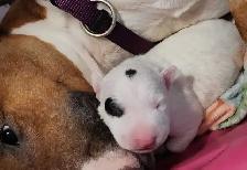 Bull Terrier Puppy (Purebred) - Photo 4