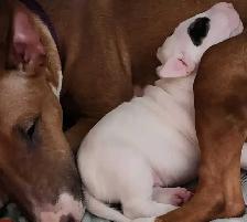 Bull Terrier Puppy (Purebred) - Photo 5