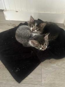 Free kittens - Photo 2