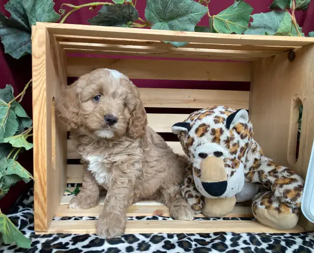 Cockapoo Puppies - genetic Testing and Health Guarantee