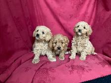 Cockapoo Puppies - genetic Testing and Health Guarantee - Photo 2