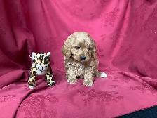 Cockapoo Puppies - genetic Testing and Health Guarantee - Photo 3