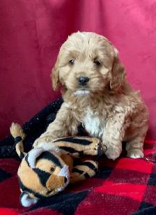 Cockapoo Puppies - genetic Testing and Health Guarantee - Photo 6