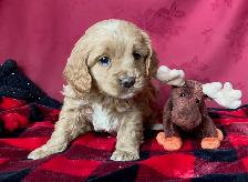 Cockapoo Puppies - genetic Testing and Health Guarantee - Photo 7