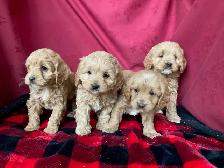 Cockapoo Puppies - genetic Testing and Health Guarantee - Photo 8