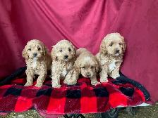 Cockapoo Puppies - genetic Testing and Health Guarantee - Photo 9