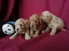 Cockapoo Puppies - genetic Testing and Health Guarantee - Photo 10