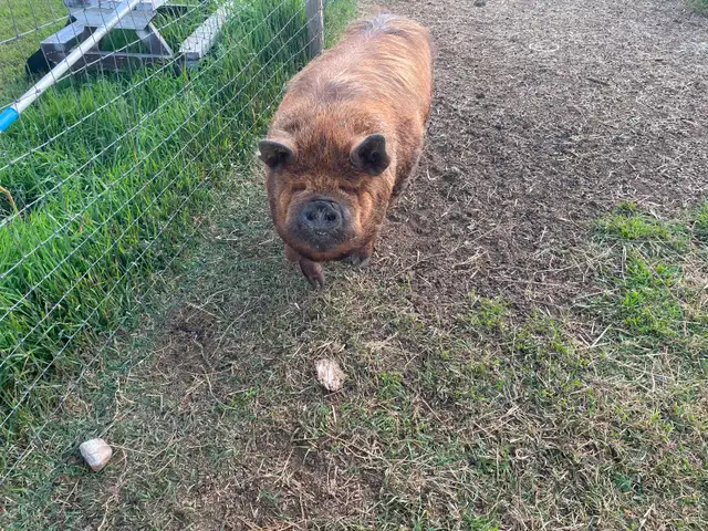 Kune Kune boar and sow breeding pair