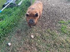 Kune Kune boar and sow breeding pair