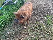Kune Kune boar and sow breeding pair - Photo 2