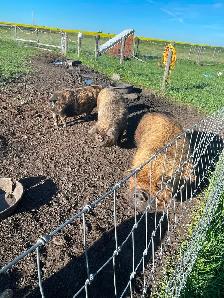 Kune Kune boar and sow breeding pair - Photo 3