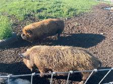 Kune Kune boar and sow breeding pair - Photo 4