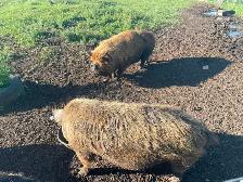 Kune Kune boar and sow breeding pair - Photo 5