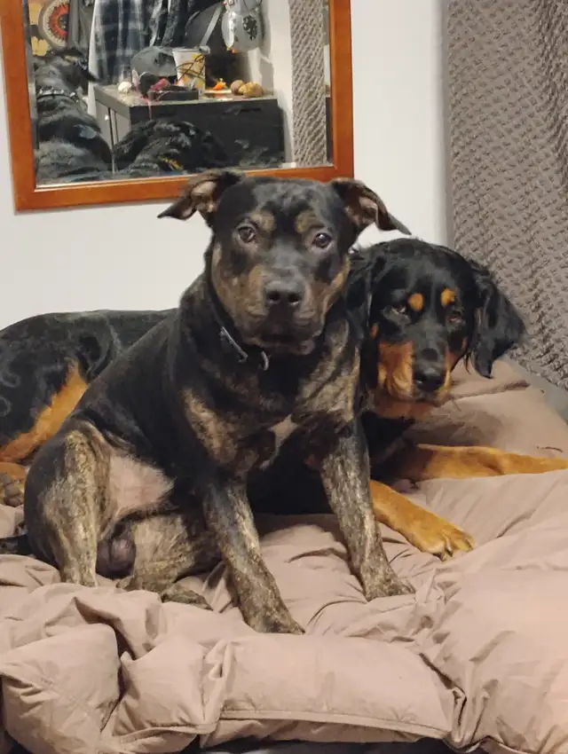 Dog walking and training services