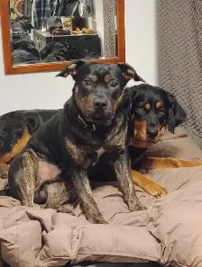 Dog walking and training services