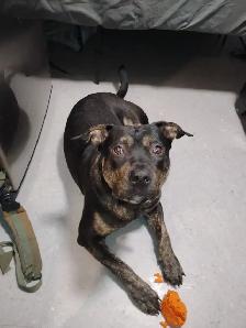 Dog walking and training services - Photo 2