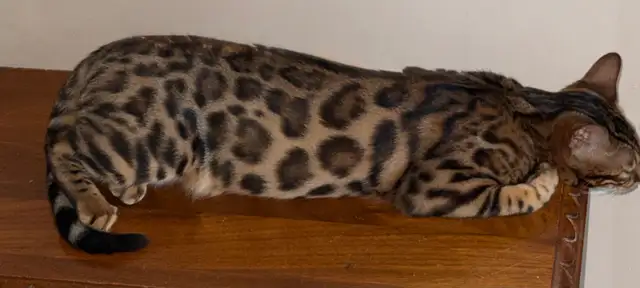 Female Bengal