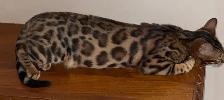 Female Bengal