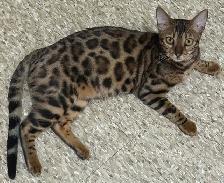 Female Bengal - Photo 2