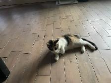 Chaton tricolore femelle 5 mois