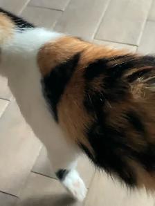 Chaton tricolore femelle 5 mois - Photo 2