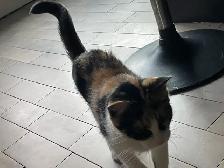 Chaton tricolore femelle 5 mois - Photo 3
