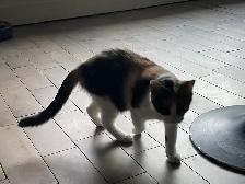 Chaton tricolore femelle 5 mois - Photo 4