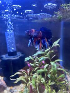 REINS Betta Rescue