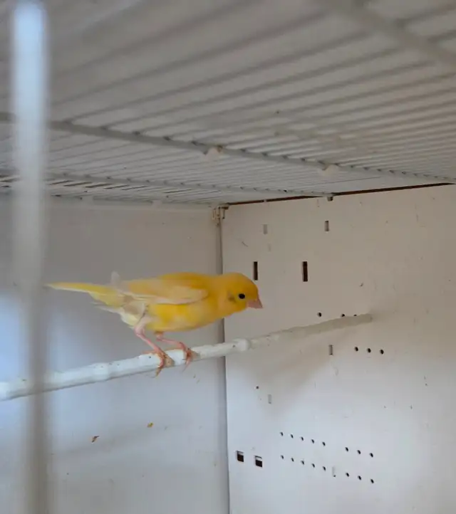 3 Canaries With Cage