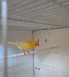 3 Canaries With Cage