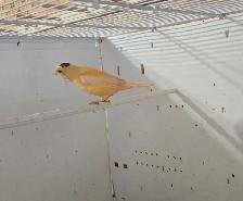 3 Canaries With Cage - Photo 2