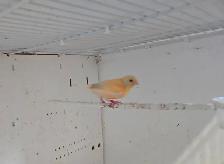 3 Canaries With Cage - Photo 3