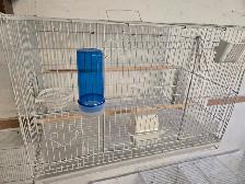 3 Canaries With Cage - Photo 4