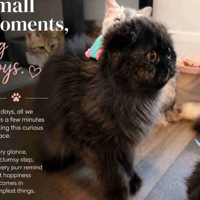Looking for a Loving Forever Home