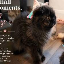 Looking for a Loving Forever Home