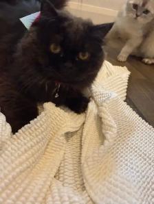 Looking for a Loving Forever Home - Photo 2