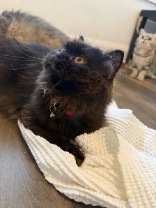 Looking for a Loving Forever Home - Photo 3