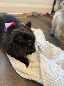 Looking for a Loving Forever Home - Photo 4