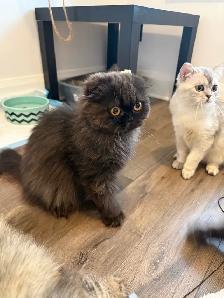 Looking for a Loving Forever Home - Photo 5