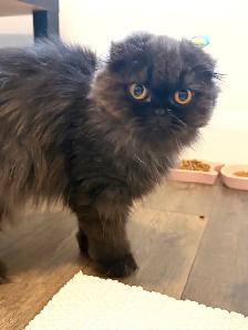 Looking for a Loving Forever Home - Photo 6