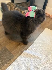 Looking for a Loving Forever Home - Photo 7