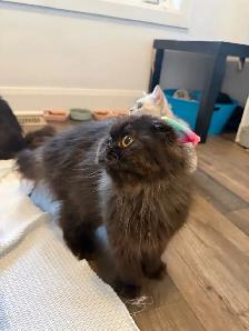 Looking for a Loving Forever Home - Photo 8