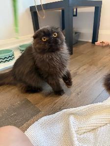 Looking for a Loving Forever Home - Photo 9