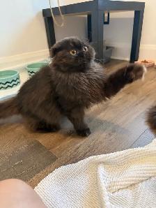 Looking for a Loving Forever Home - Photo 10