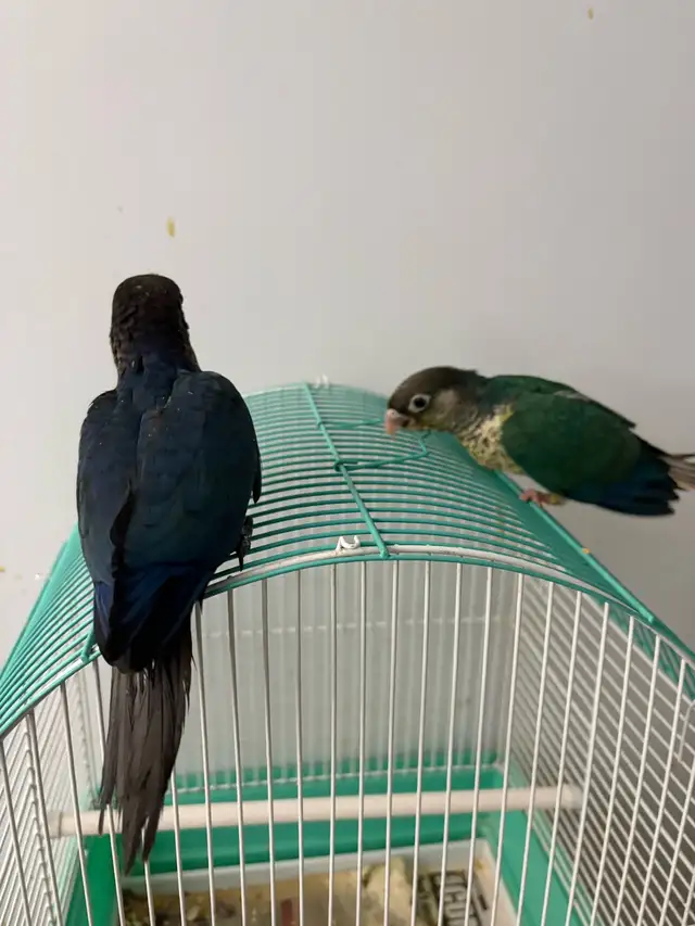 Green Cheek mutations