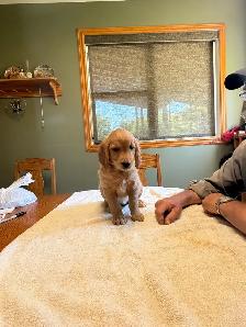 GOLDEN RETRIEVER FEMALE