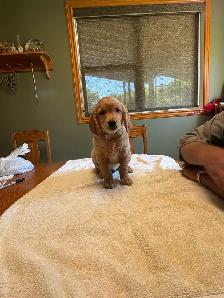 GOLDEN RETRIEVER FEMALE - Photo 2