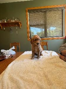 GOLDEN RETRIEVER FEMALE - Photo 3