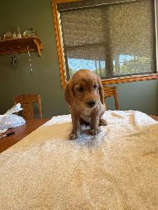 GOLDEN RETRIEVER FEMALE - Photo 4