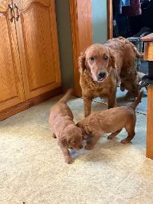GOLDEN RETRIEVER FEMALE - Photo 5